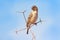 Bird with blue  sky from Africa.  Sunny day on safari in Namibia. Thorny branch wuth bird, pink beak.