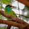 Bird, Blue-throated Barbet perched on a tree branch