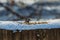 Bird blue tit sits on snow-covered tree trunk