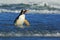 Bird in the blue waves. Gentoo penguin, water bird jumps out of the blue water while swimming through the ocean in Falkland Island