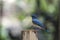 Bird (Blue-and-white Flycatcher) on a tree