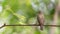 Bird (Blue-and-white Flycatcher) on a tree