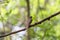 Bird (Blue-and-white Flycatcher) on a tree