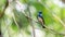 Bird (Blue-and-white Flycatcher) on a tree