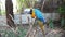 Bird Blue-and-yellow macaw standing