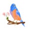 Bird Bluebird thrush small songbirdons on a branch sakura on a white background spring background vintage vector illustration ed