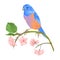 Bird Bluebird thrush small songbirdons on a sakura branch on a white background spring background vintage vector illustration edi