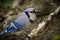 Bird - bluejay on branch