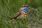 Bird - Bluethroat  Cyanecula svecica  male walks in a green meadow sunny spring morning.