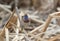 Bird Bluethroat Luscinia svecica male  sits on a dry reed