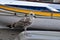 Bird & Boat in Capri