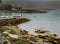 Bird and Boats on the Coast of Maine