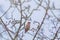 Bird Bohemian Waxwing - Bombycilla garrulus, bird in the tree