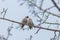 Bird Bohemian Waxwing - Bombycilla garrulus, couple of birds