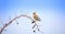 Bird Bohemian waxwing Bombycilla garrulus feeding on rowan branch