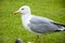 Bird bonapartes gull on the grass outdoor. gull walk in italy park. beautiful and funny seagull on green grass. Wild seagull with
