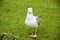 Bird bonapartes gull on the grass outdoor. Wild seagull with natural green background. gull walk in italy park. beautiful and