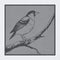 Bird . Botanical illustration. Animals line art. Logo design for use in graphics.