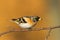 Bird Brambling Fringilla montifringilla male sittting on the branch