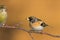 Bird Brambling Fringilla montifringilla male sittting on the branch