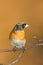Bird Brambling Fringilla montifringilla on orange background male