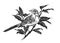 Bird on Branch. Engraving Linocut Style