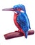Bird bright blue Kingfisher with red