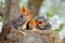 Bird brood in nest on blooming tree, baby birds, nesting with wide open orange beaks waiting for feeding