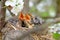 Bird brood in nest on blooming tree, baby birds, nesting with wide open orange beaks waiting for feeding