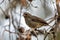 Bird brown-rumped seedeater, Africa. Ethiopia wildlife