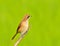 Bird (Brown Shrike)