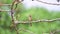 Bird Brown shrike on tree in a nature wild