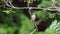 Bird Brown shrike on tree in a nature wild