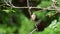 Bird (Brown shrike) on tree in a nature wild