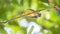 Bird (Brown-throated sunbird) in a nature wild