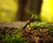 Bird brown thrush in summer green forest blooming glade