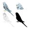 Bird budgerigar, blue pet parakeet or budgie or shell parakeet home pet natural and outline and silhouette on a white background