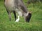 Bird and a bull captured together in a field during the daytime