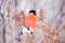 Bird bullfinch in beak to eat seeds from the tree in winter