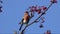 Bird Bullfinch, Common Bullfinch or Eurasian Bullfinch Pyrrhula pyrrhula male sits on a rowan branch