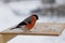 Bird bullfinch pecks sunflower seeds in winter