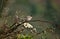 Bird on bush, Sylvia melanocephala