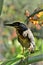 Bird Butorides striata perched on the branch of typhonodorum lindleyanum