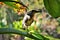 Bird Butorides striata perched on the branch of typhonodorum lindleyanum in the park