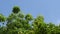 Bird and butterfly flting on big tree leaf blowing from wind in summer day