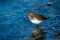 Bird(Calidris Alpina) in the Esquimalt Lagoon in Canada