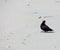 A bird called Oystercatcher on a beach in Sandfly Bay in Otago Peninsula near Dunedin in New Zealand