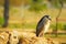 A bird called Savacu on a rock.