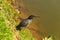 A bird called Striated Heron Butorides striata.