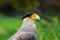 Bird of the Caracara in the Torres del Paine National Park. Autumn in Patagonia, the Chilean side